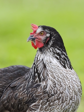 横斑芦花鸡摄影图片